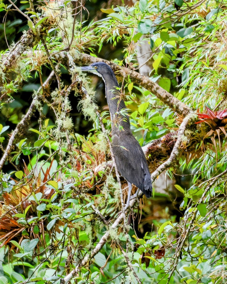 Avetigre Oscura - ML646249308