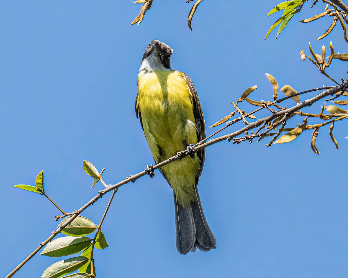 Bienteveo Sociable - ML646249309