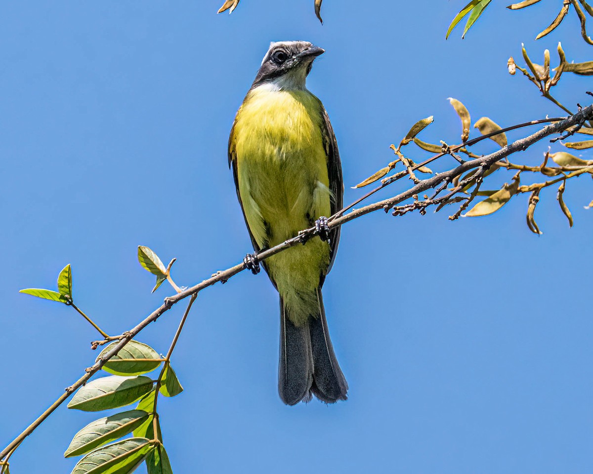 Bienteveo Sociable - ML646249310