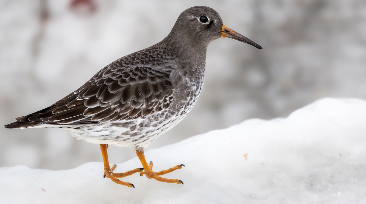 Correlimos Oscuro - ML646249311