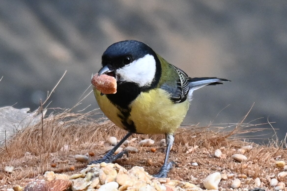 Carbonero Común - ML646249312