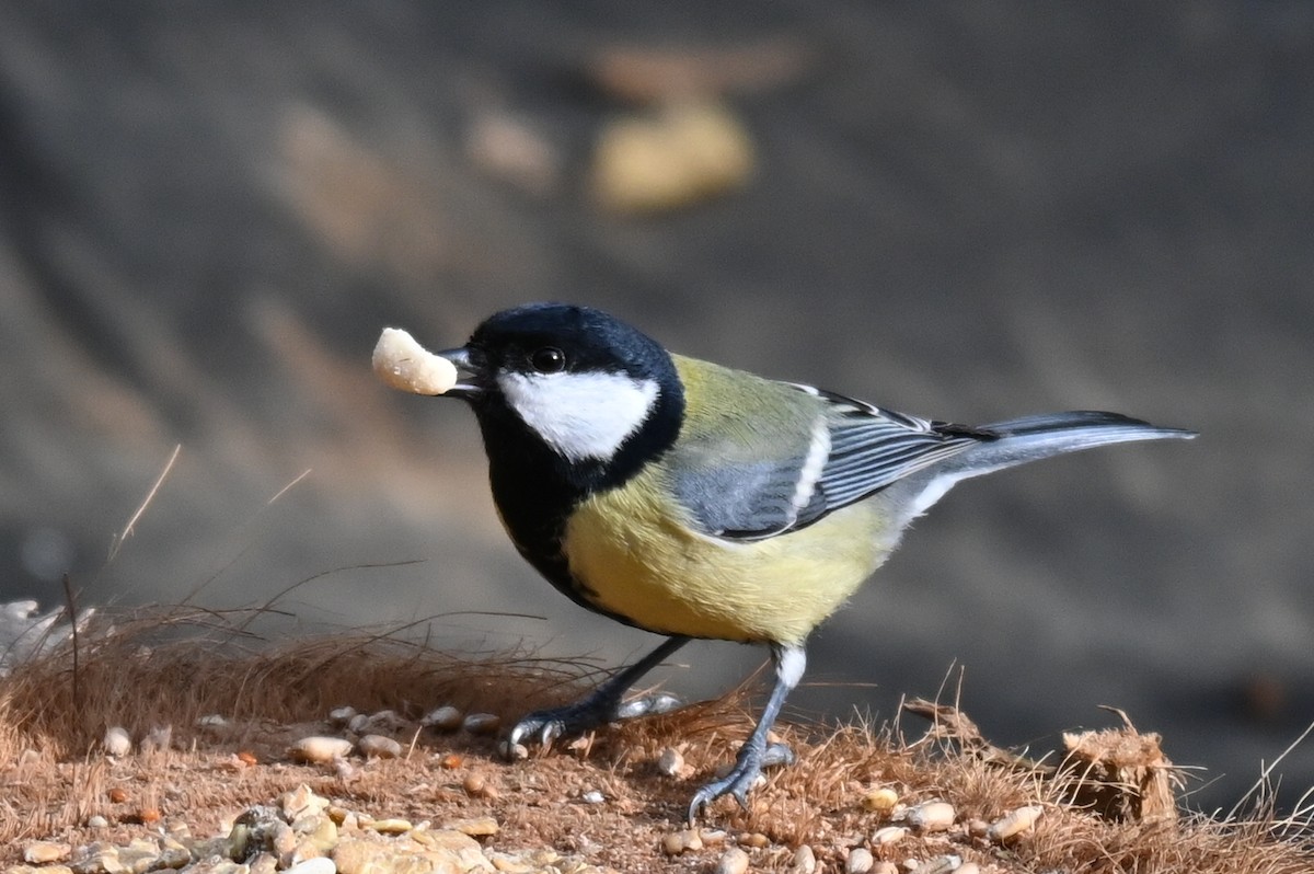 Carbonero Común - ML646249313