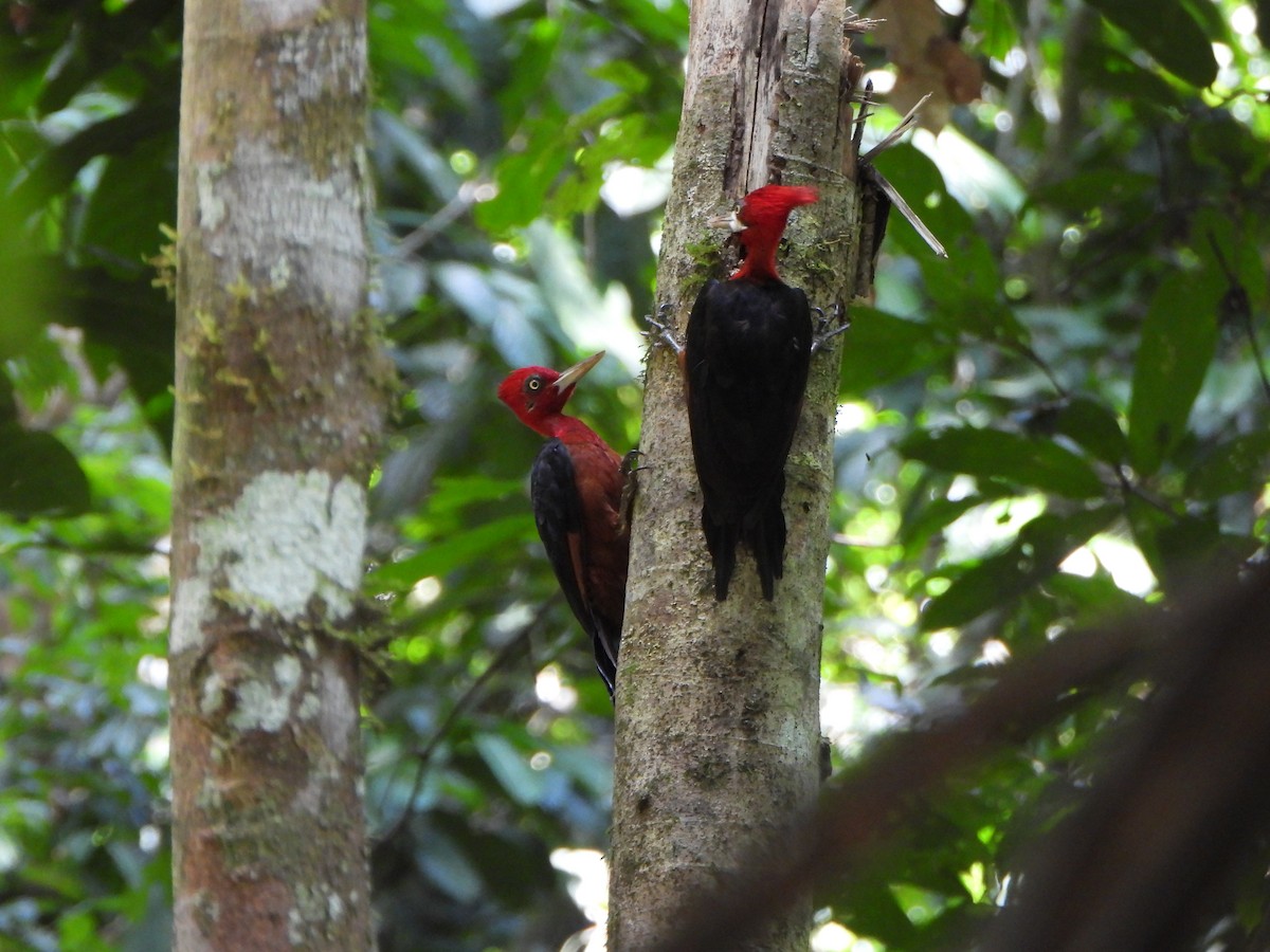Picamaderos Cuellirrojo - ML646249314