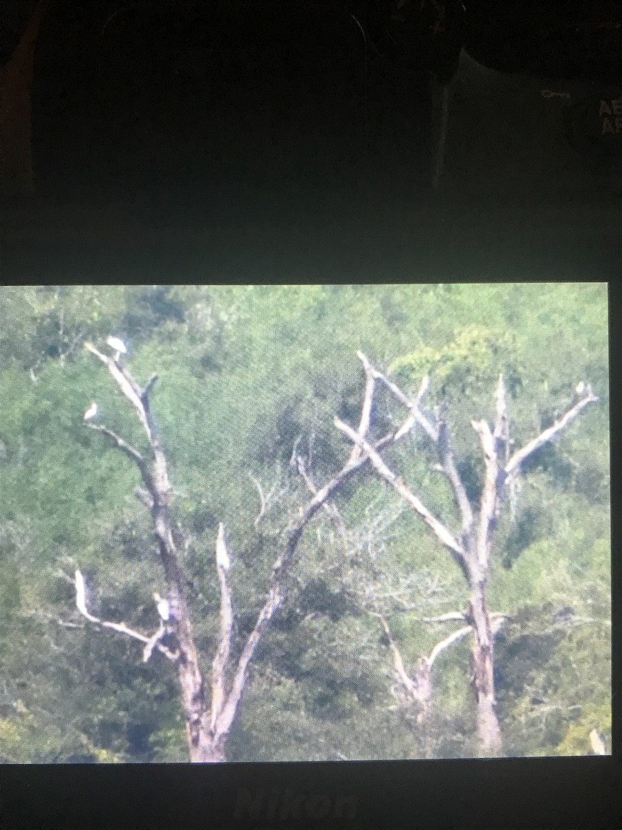 Espátula Rosada - ML646249315