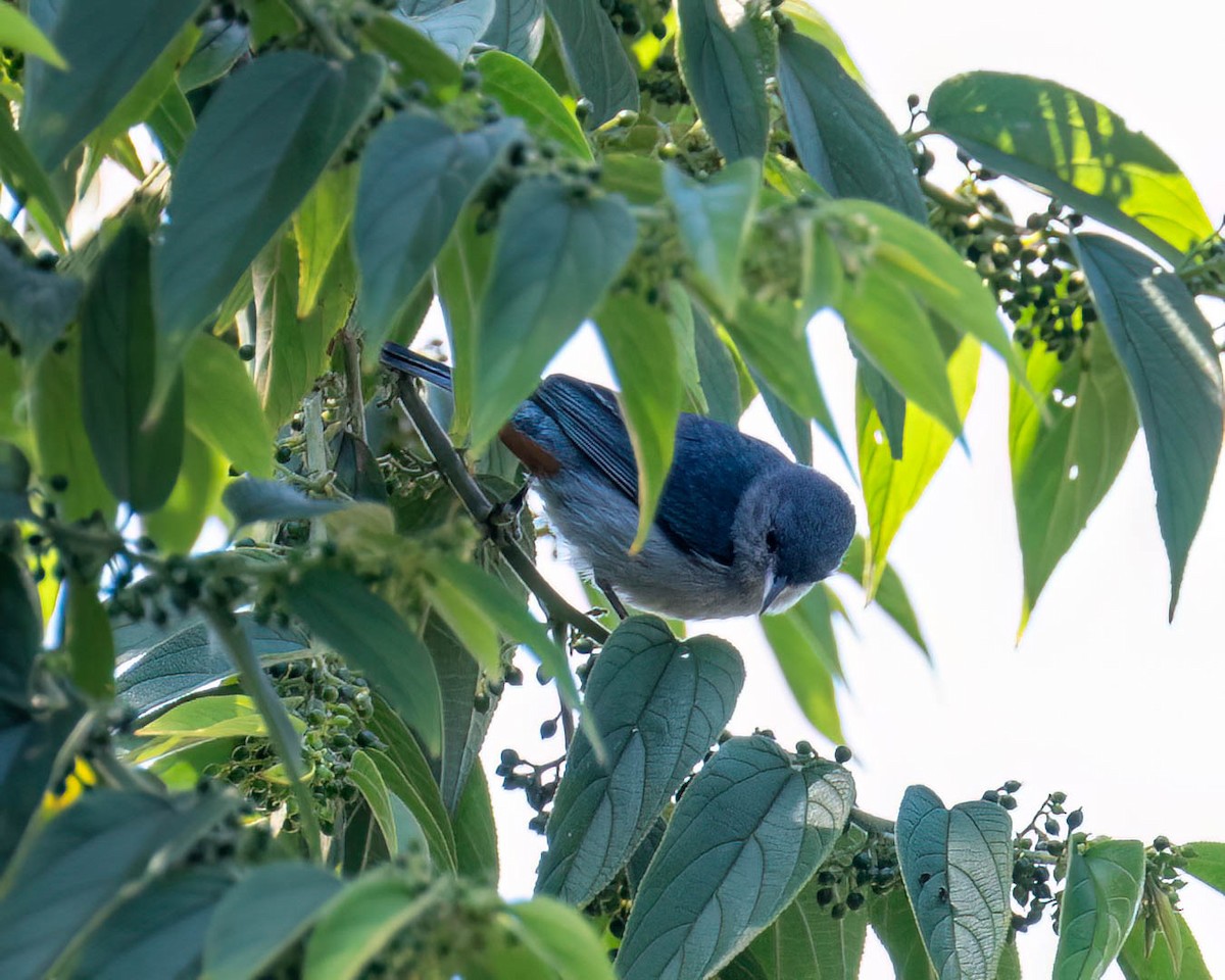 Conirrostro Culirrufo - ML646249316