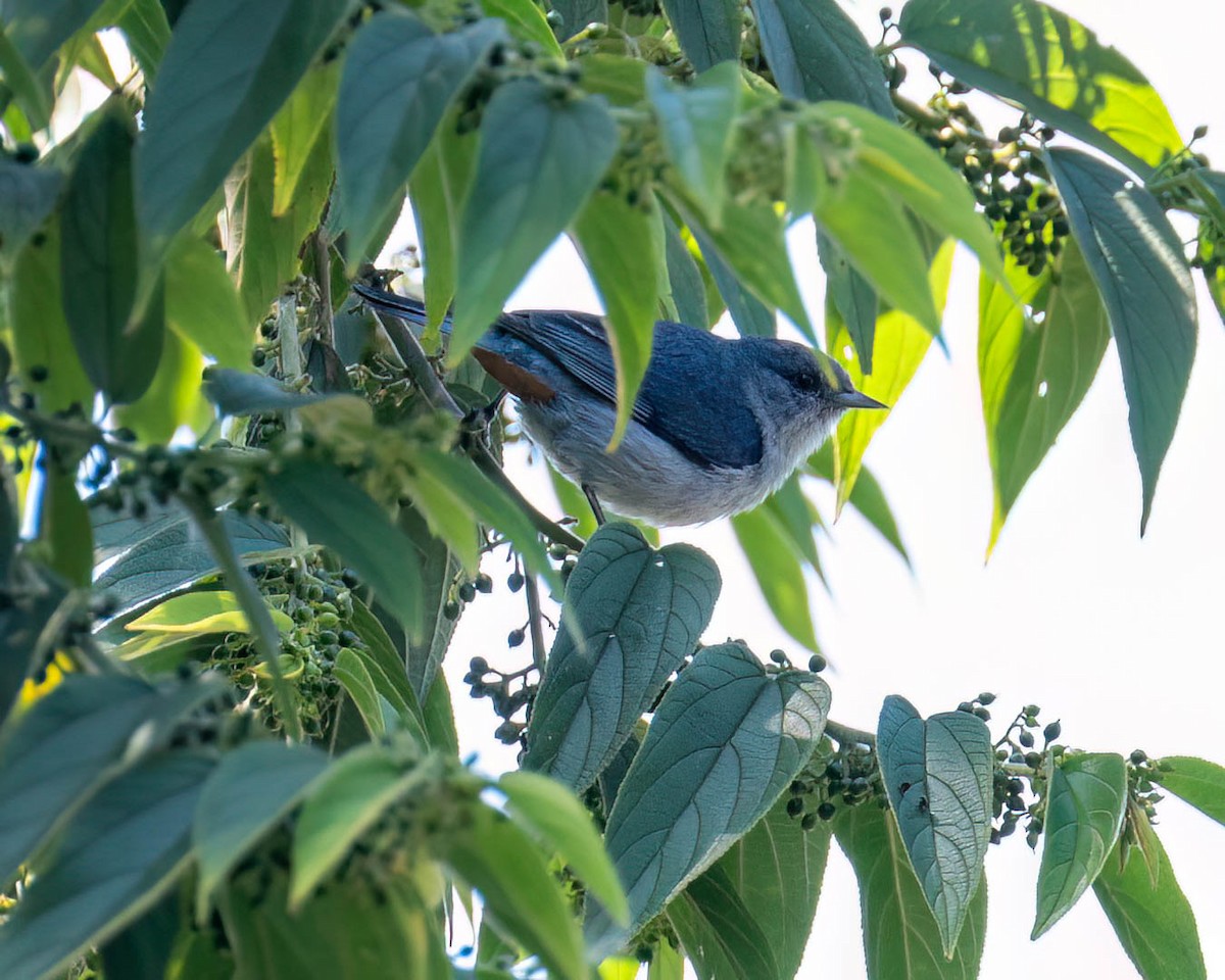 Conirrostro Culirrufo - ML646249317