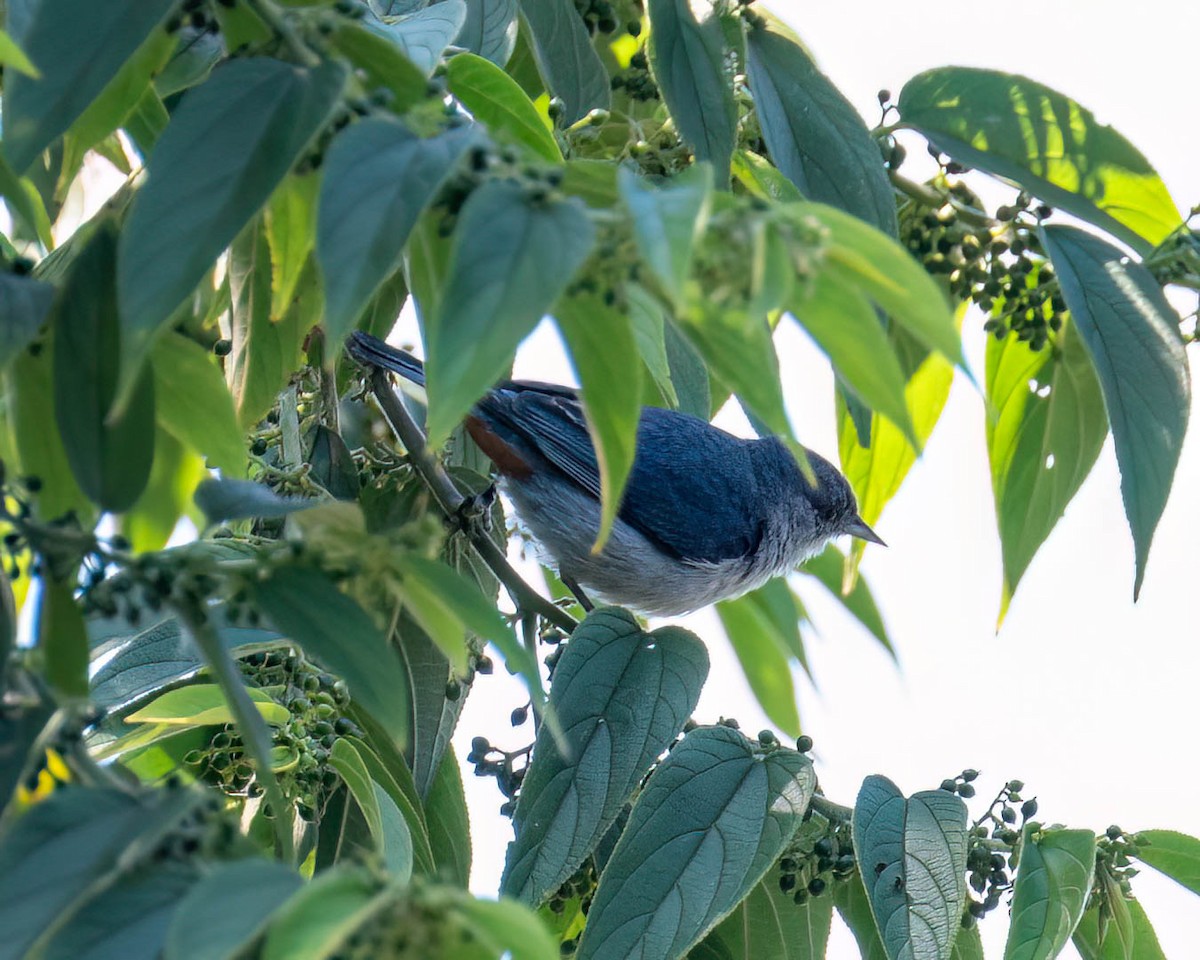 Conirrostro Culirrufo - ML646249318