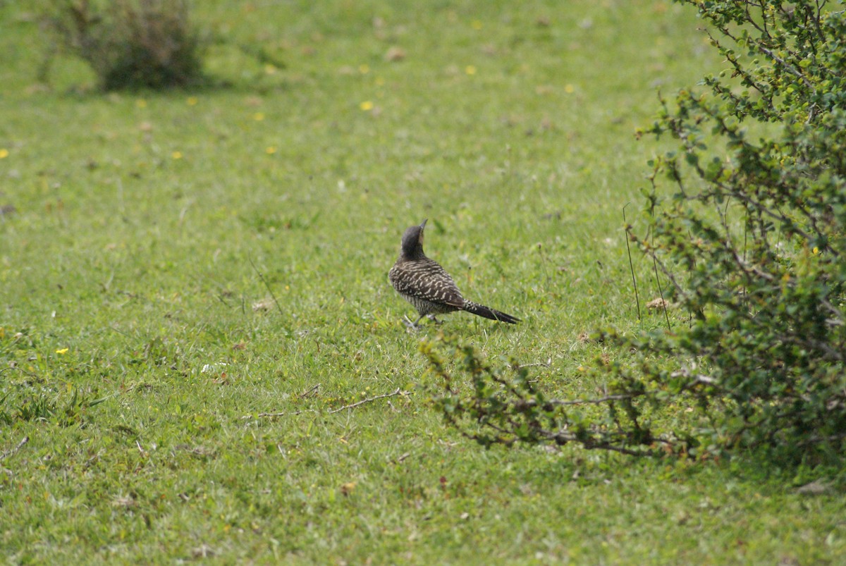 Carpintero Pitío - ML646249319