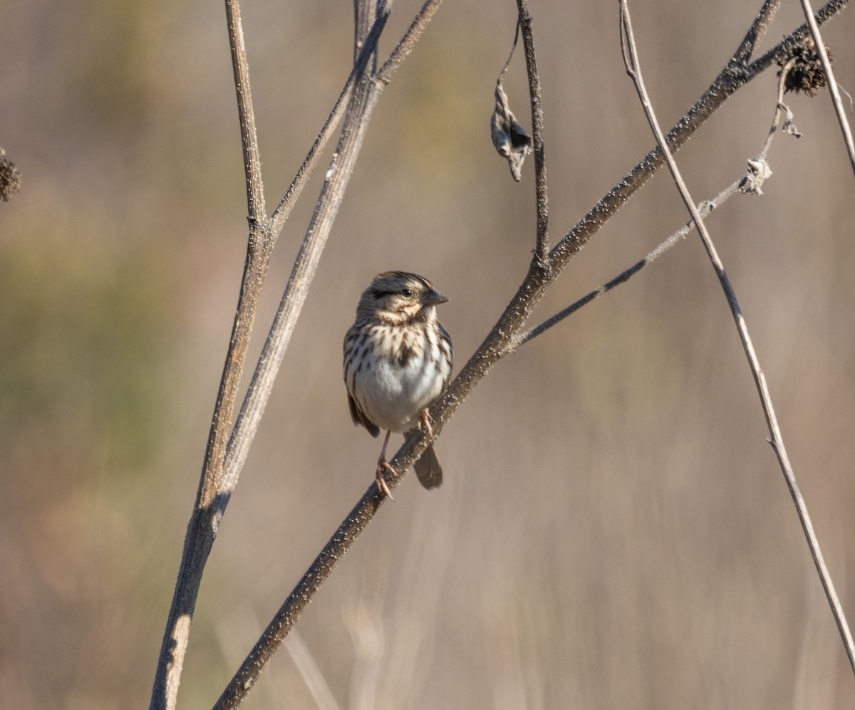 Chingolo Cantor - ML646249320