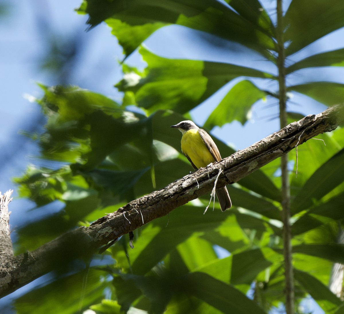 Bienteveo Alicastaño - ML646249321