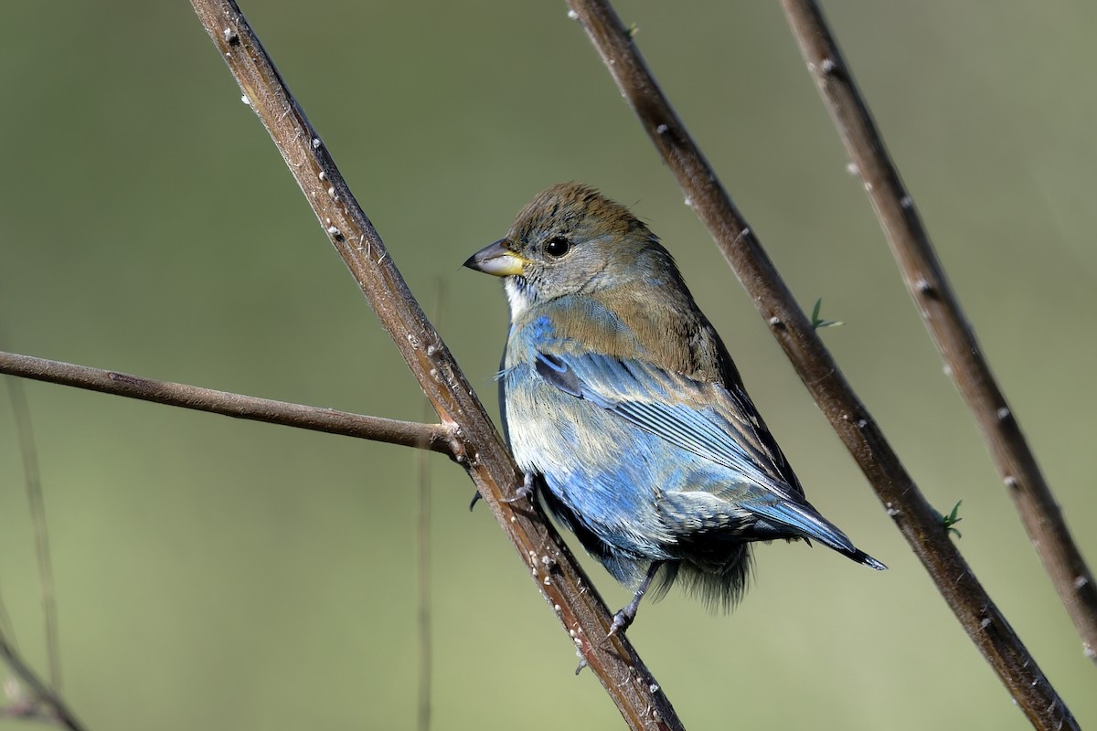 Azulillo Índigo - ML646249322