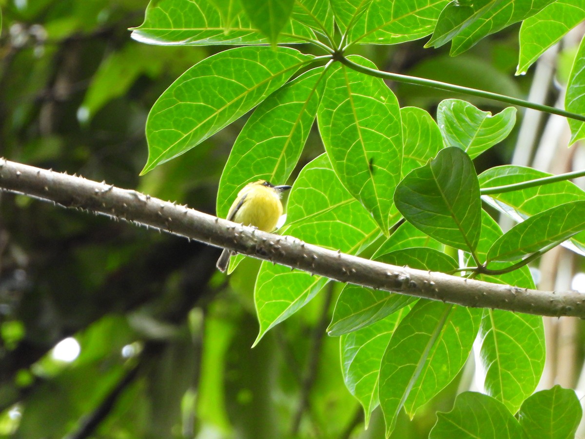 Titirijí Cejiamarillo - ML646249326