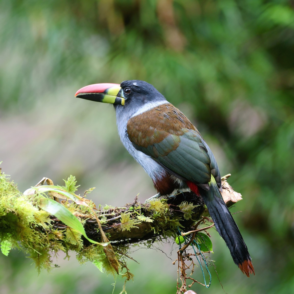 Tucán Pechigrís - ML646249327