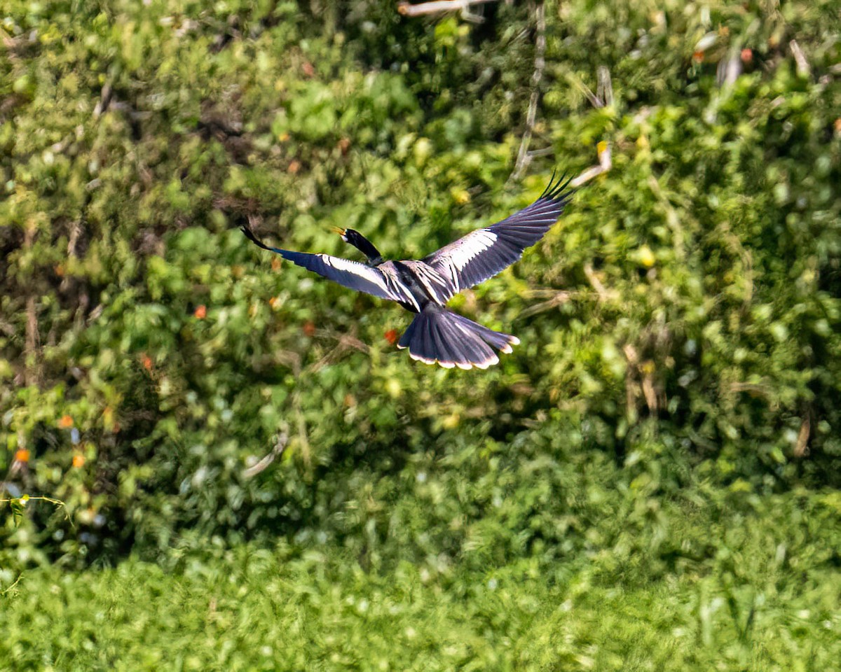 Anhinga Americana - ML646249328