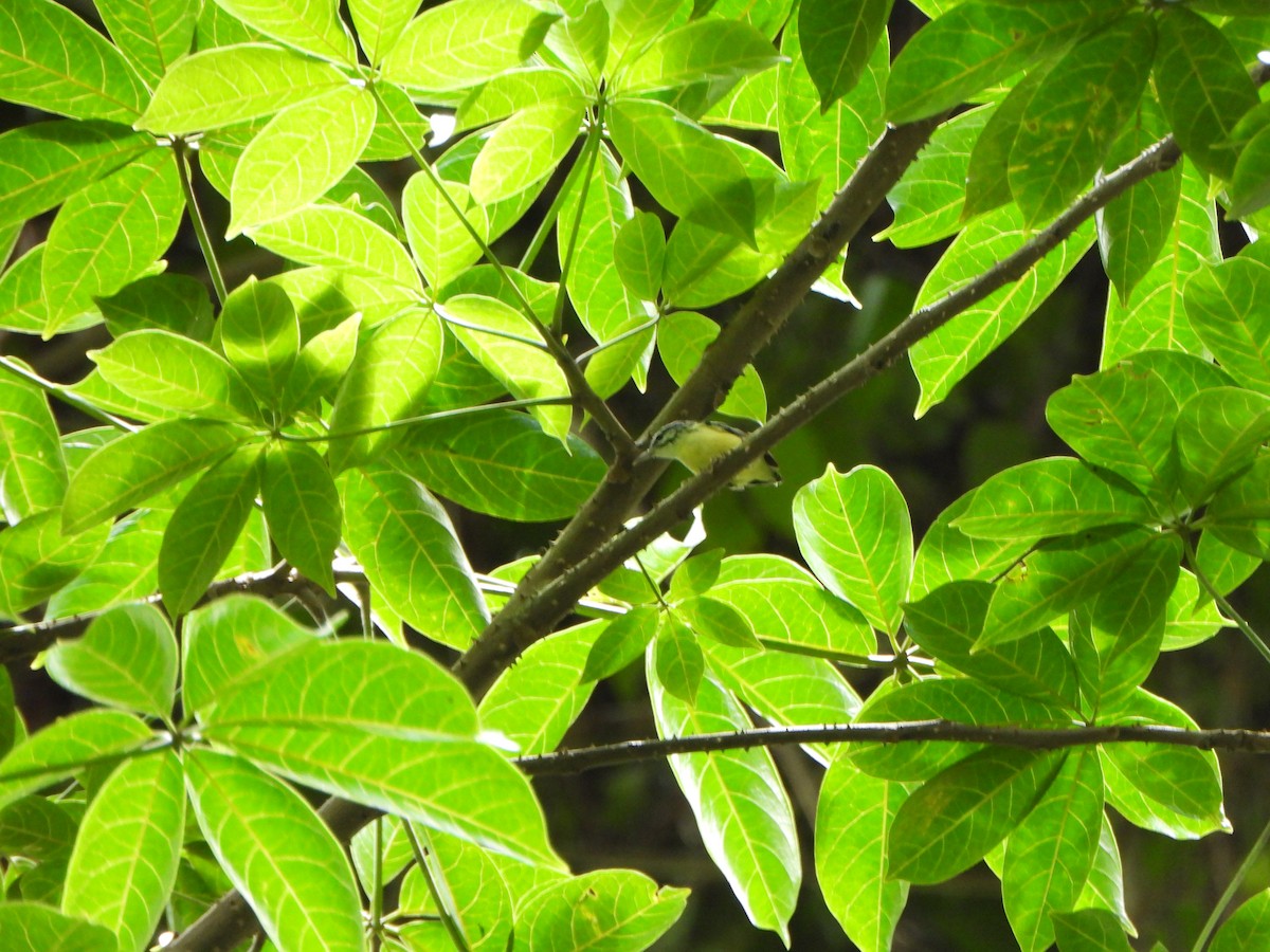 Hormiguerito Pigmeo - ML646249330