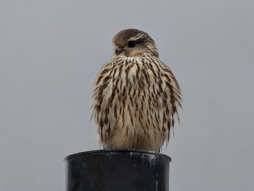 Esmerejón - ML646249335