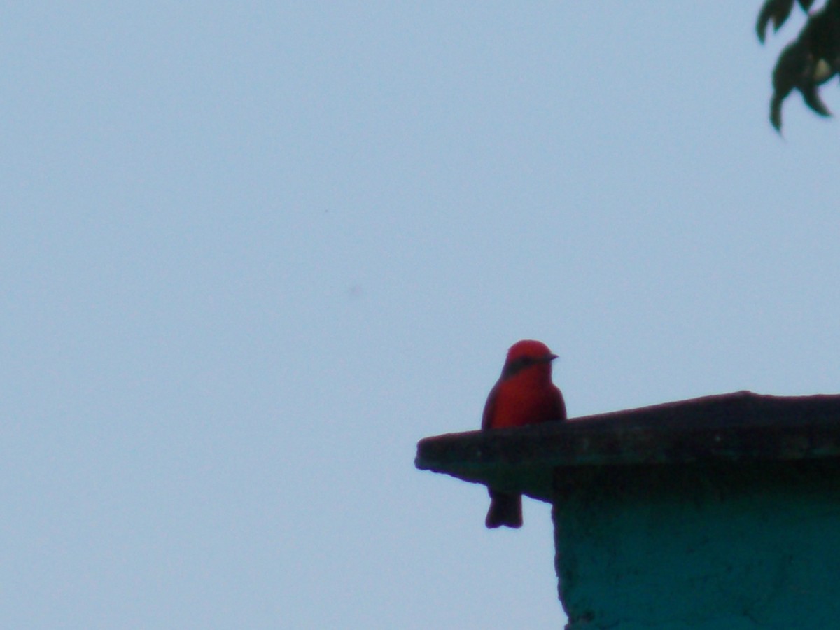 Rubintyrann - ML646249345