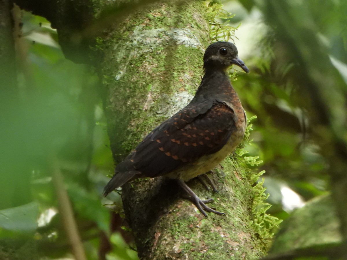 Ruddy Quail-Dove - ML646249346