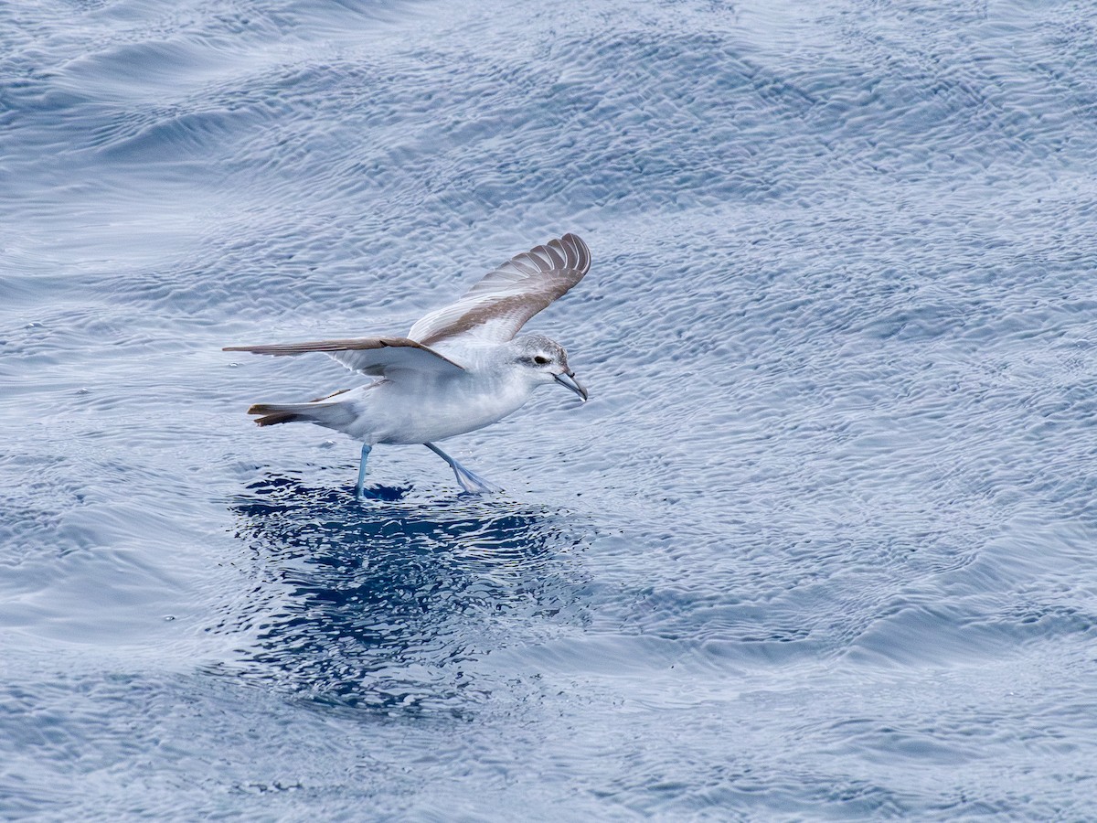 Fairy Prion - ML646249358