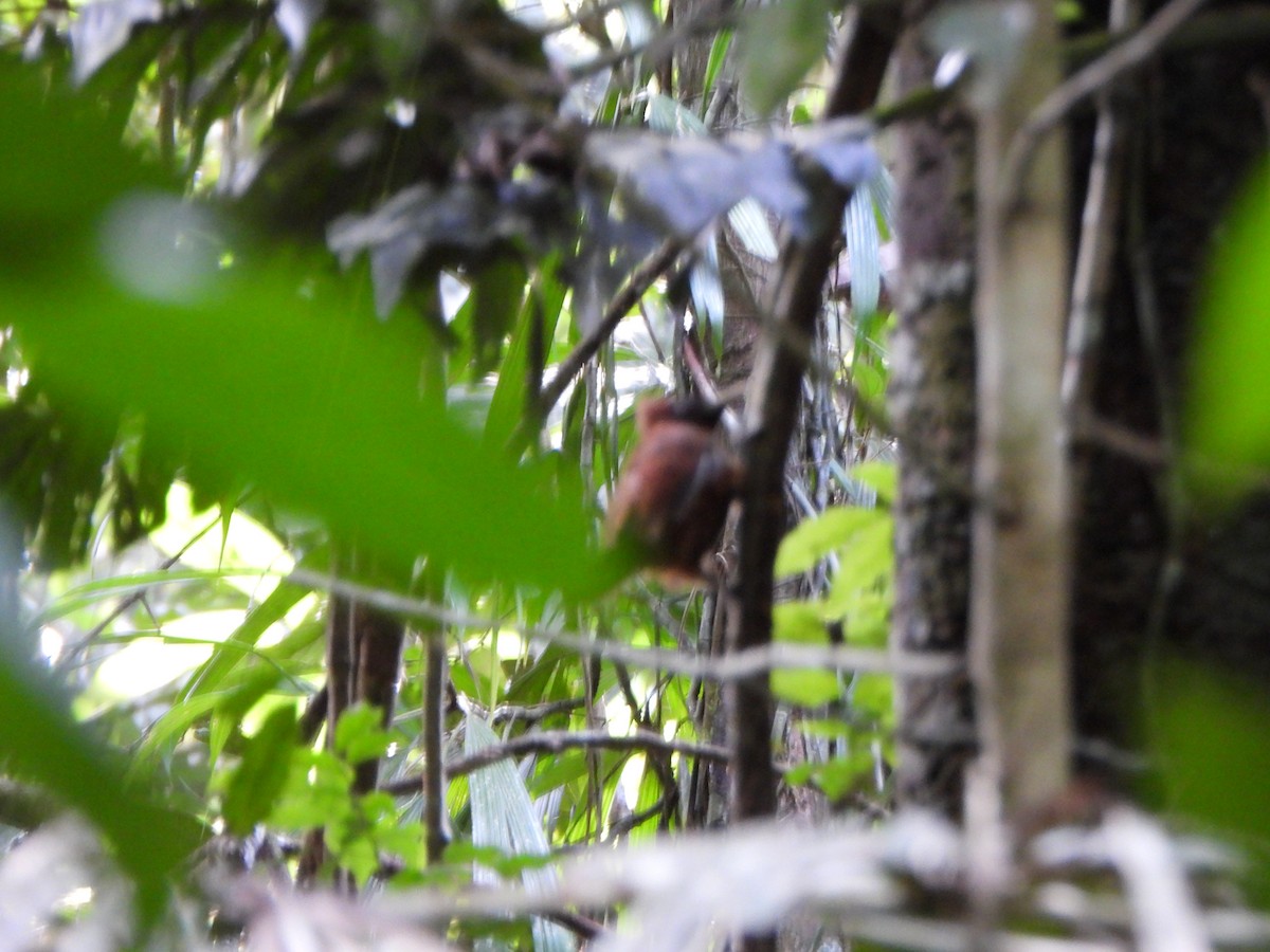 Chestnut Woodpecker - ML646249359