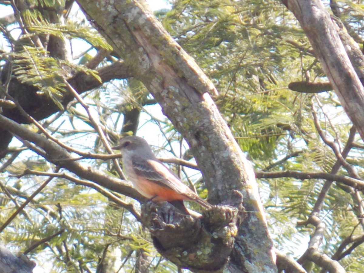 Rubintyrann - ML646249366