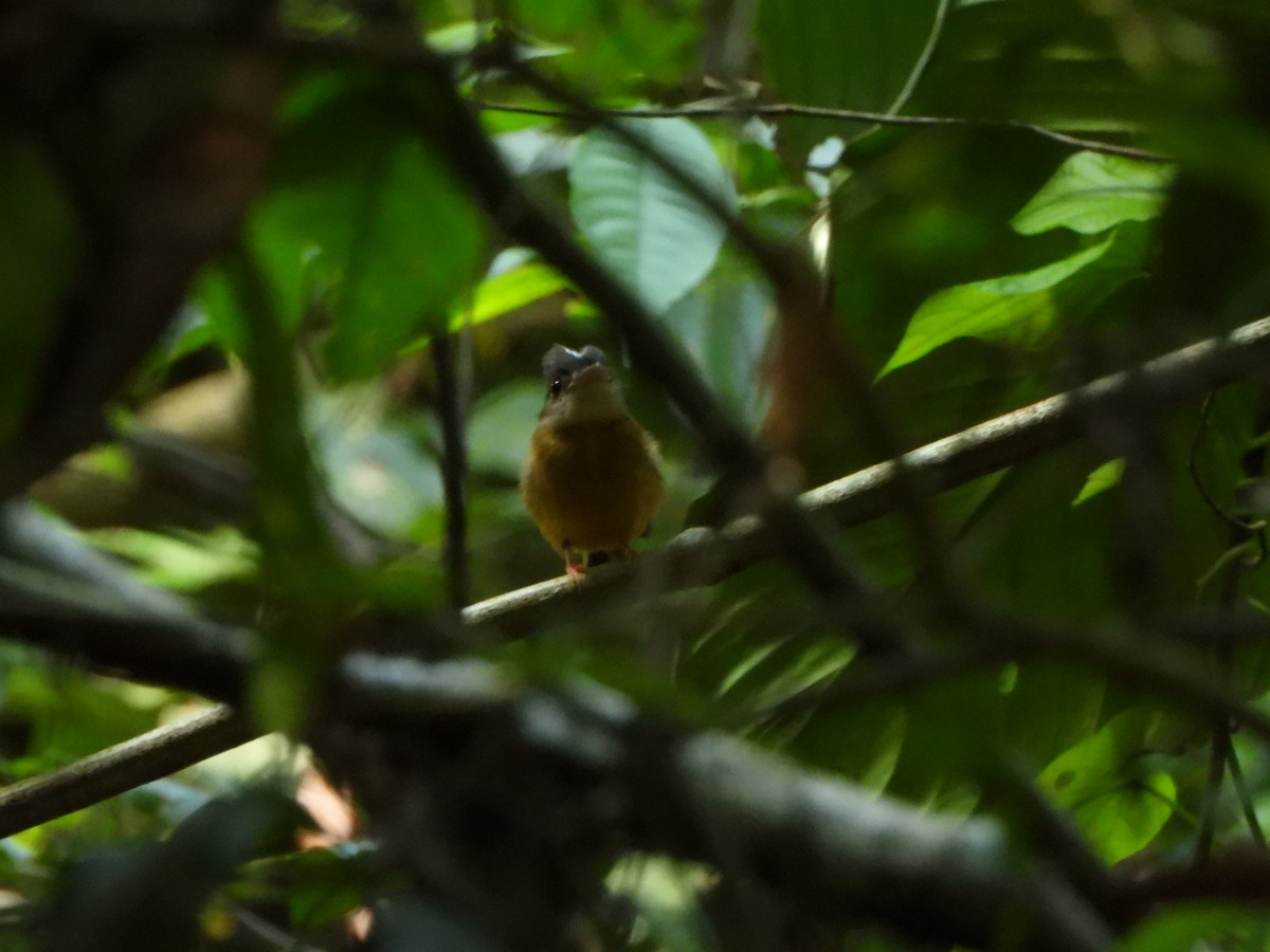 ヒラハシタイランチョウ - ML646249368