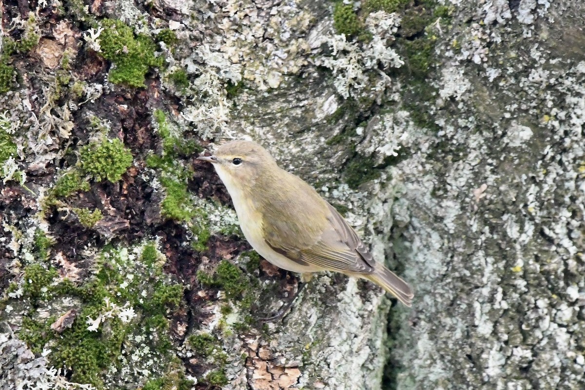 チフチャフ - ML646249370