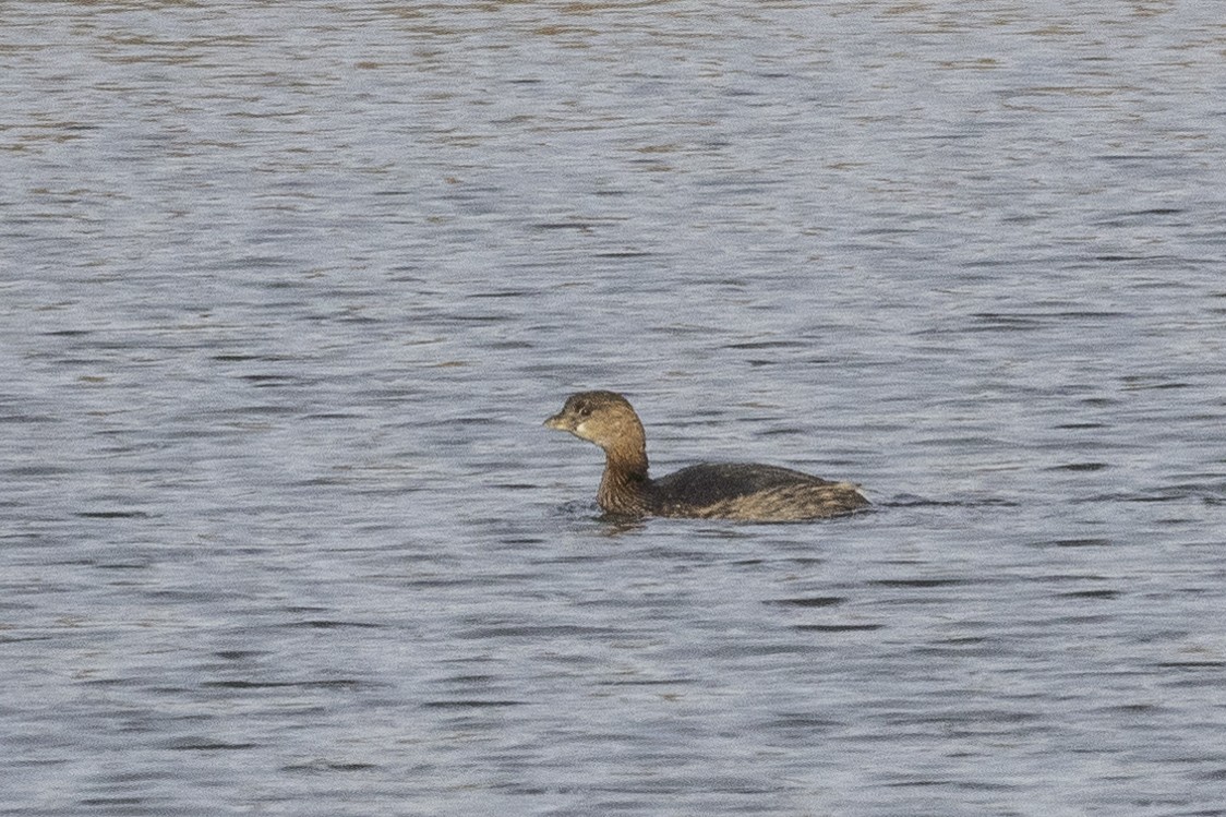 オビハシカイツブリ - ML646249376