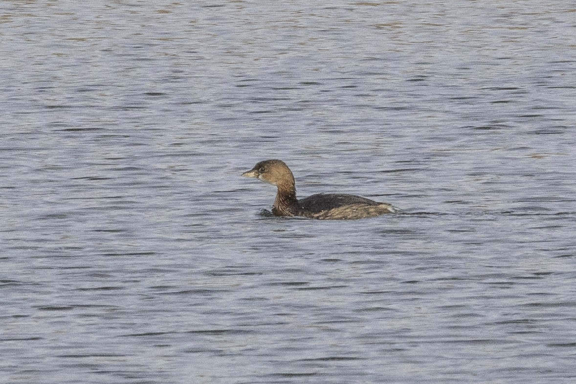 オビハシカイツブリ - ML646249377