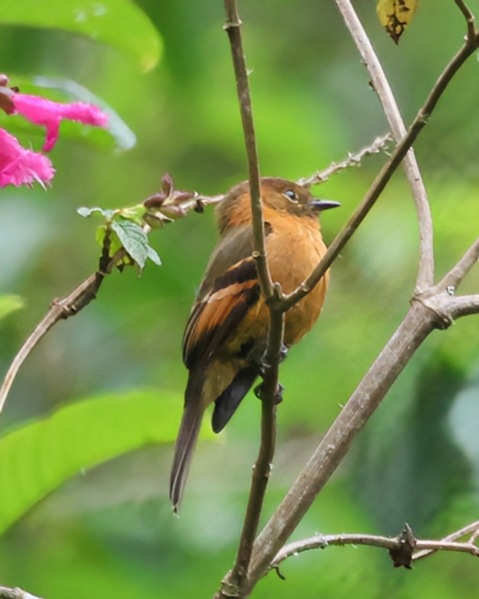 ニッケイハエトリ - ML646249380