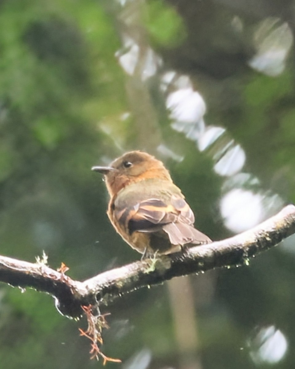 ニッケイハエトリ - ML646249381