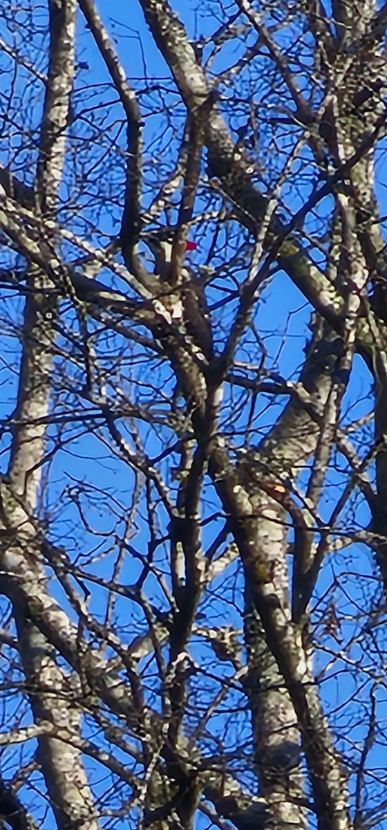 エボシクマゲラ - ML646249382