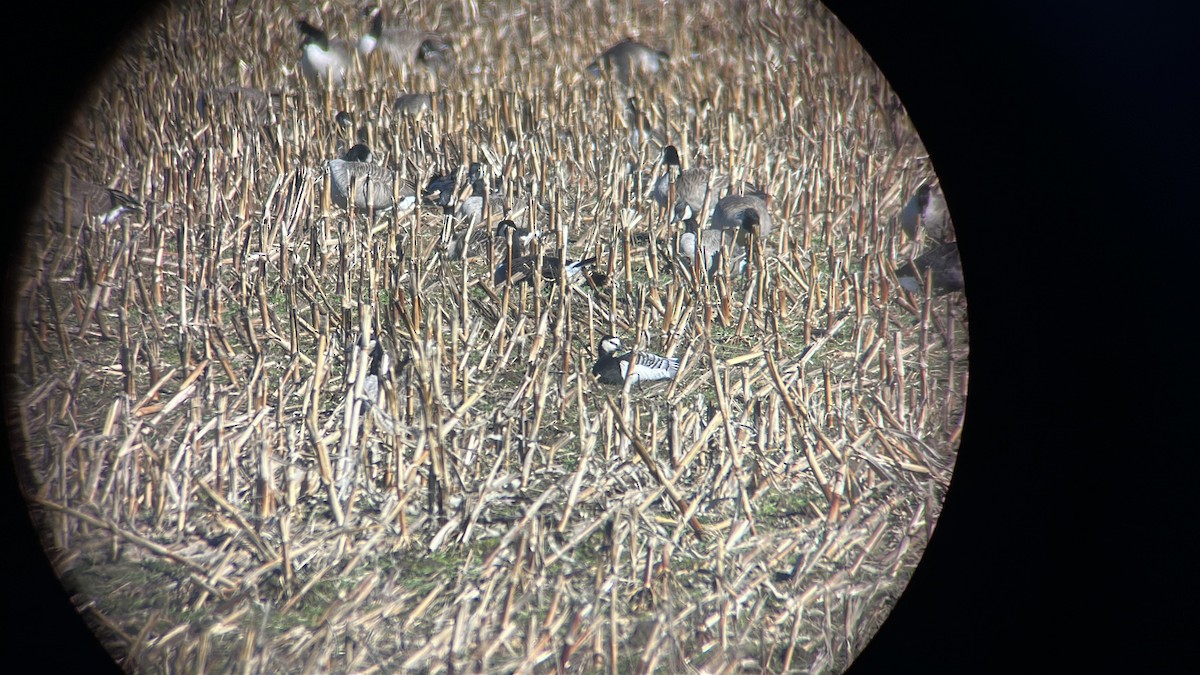 カオジロガン - ML646249384