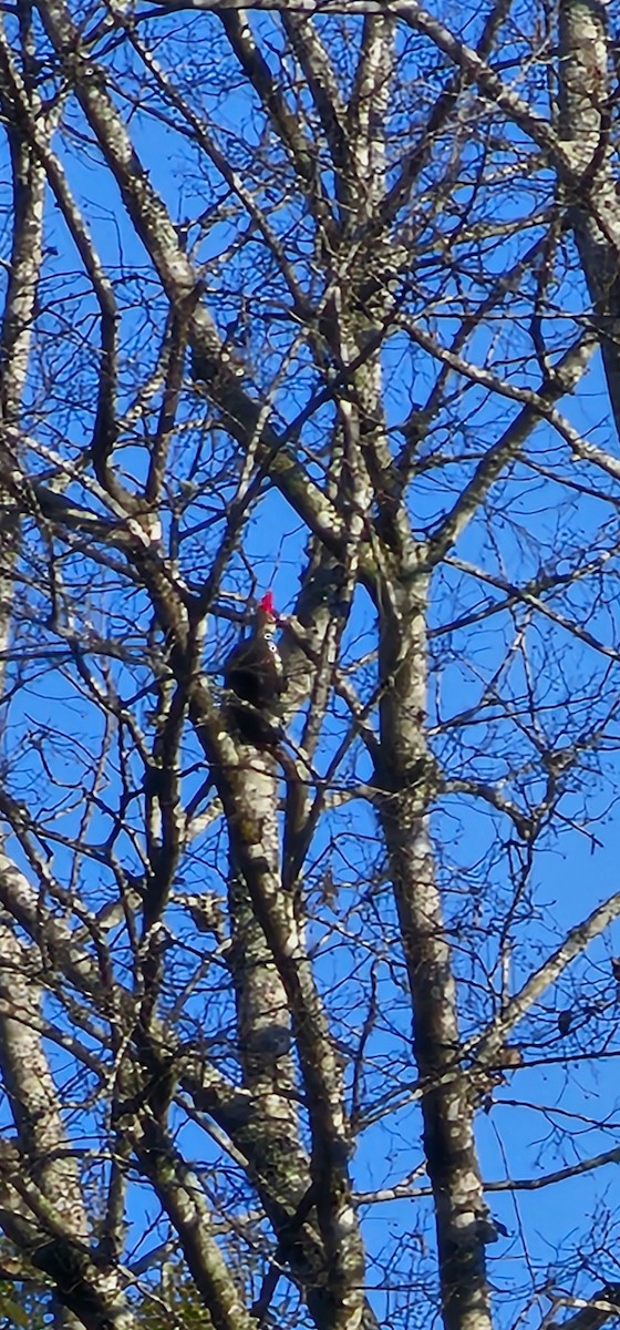 エボシクマゲラ - ML646249386