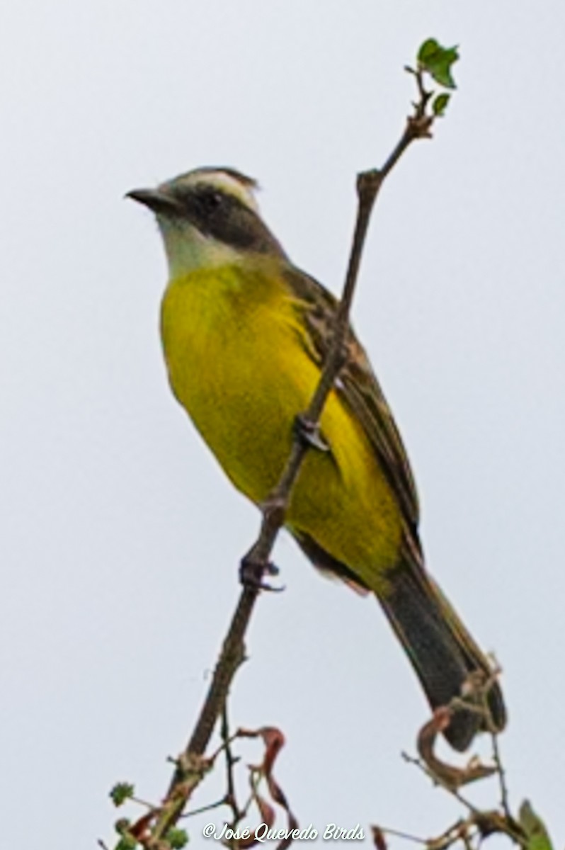 アカボウシヒタキモドキ - ML646249390