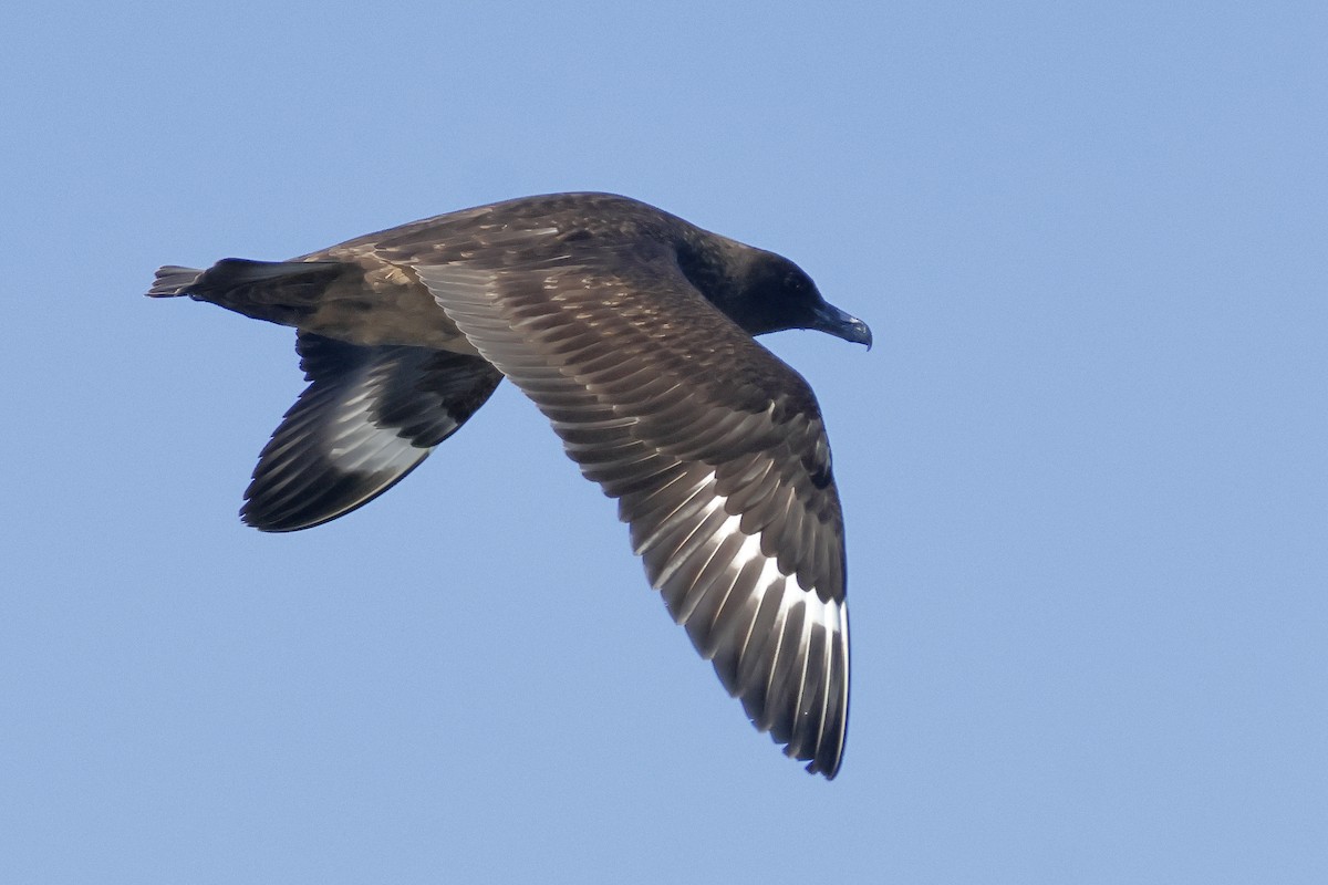 キタオオトウゾクカモメ - ML646249391