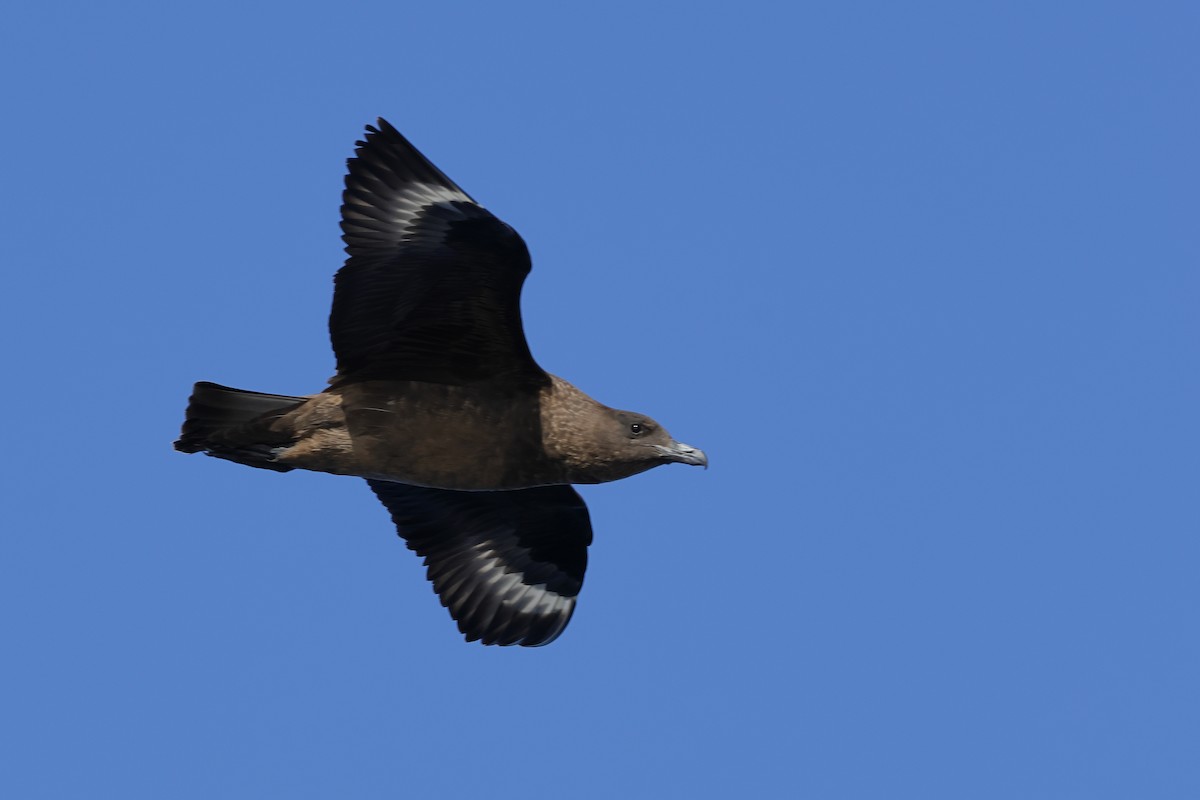 キタオオトウゾクカモメ - ML646249393