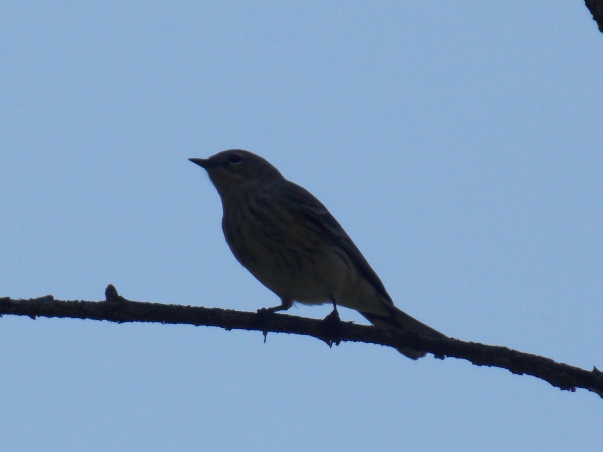 キヅタアメリカムシクイ - ML646249397