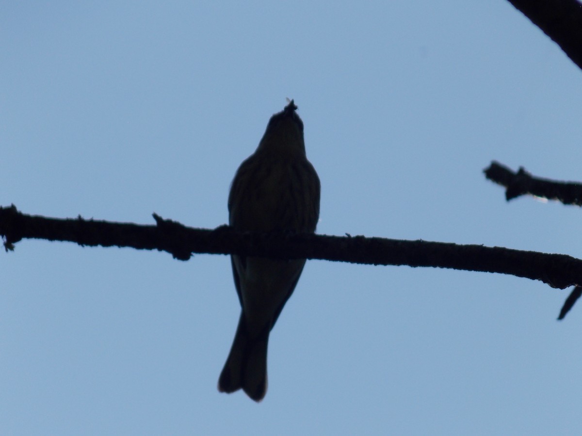 キヅタアメリカムシクイ - ML646249398