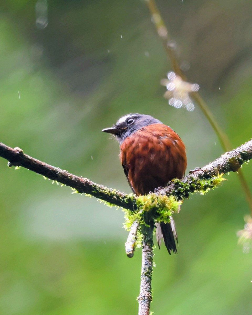 Chestnut-bellied Chat-Tyrant - ML646249399