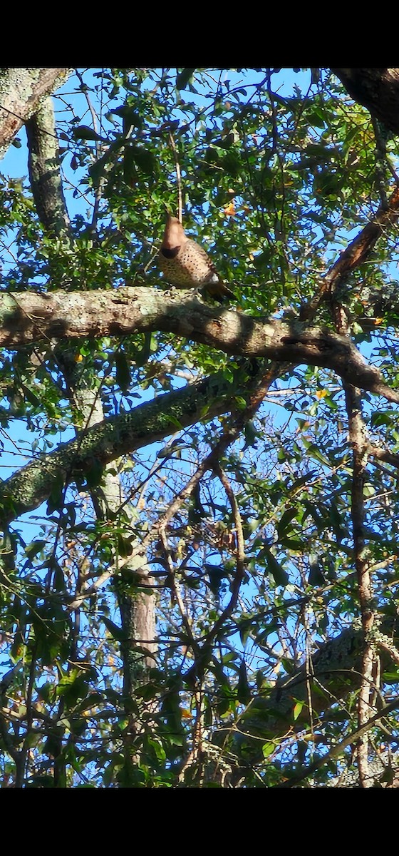 ハシボソキツツキ - ML646249400