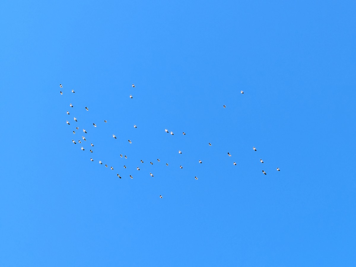 タゲリ - ML646249401