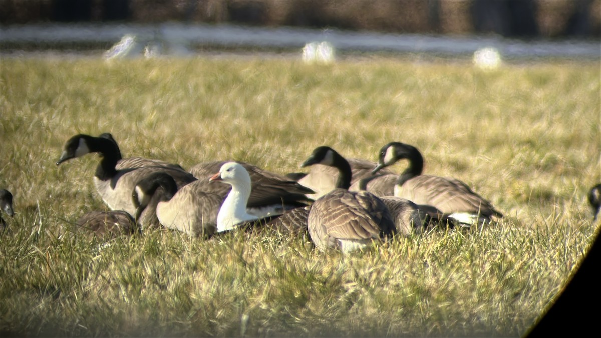 ヒメハクガン - ML646249404