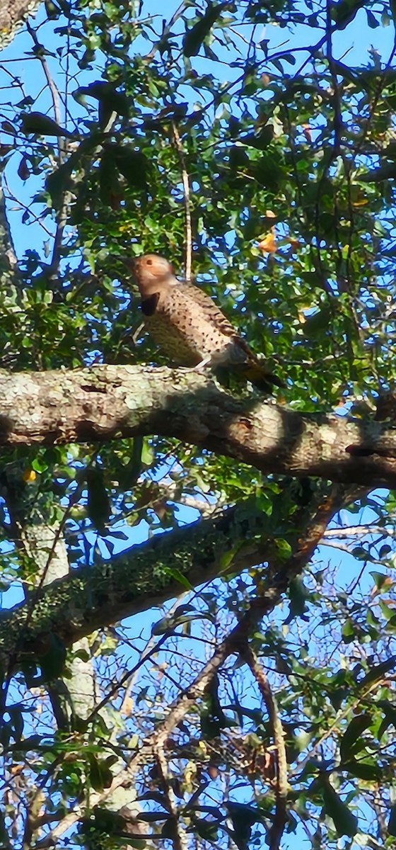 ハシボソキツツキ - ML646249405