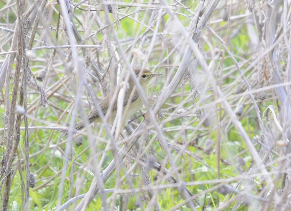 チフチャフ - ML646249406