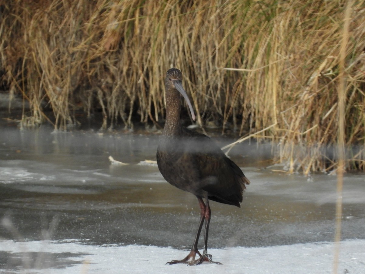 Glossy/White-faced Ibis - ML646249407
