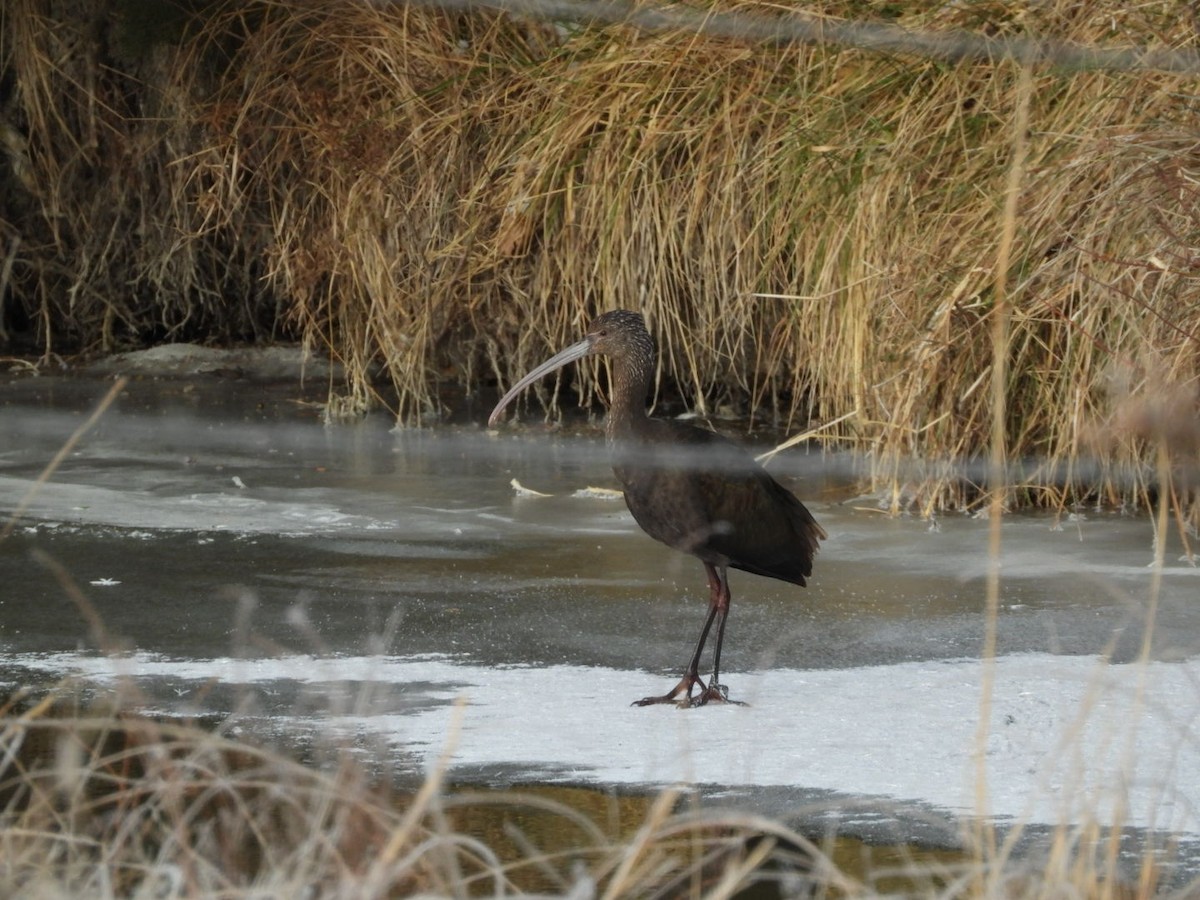 Glossy/White-faced Ibis - ML646249408
