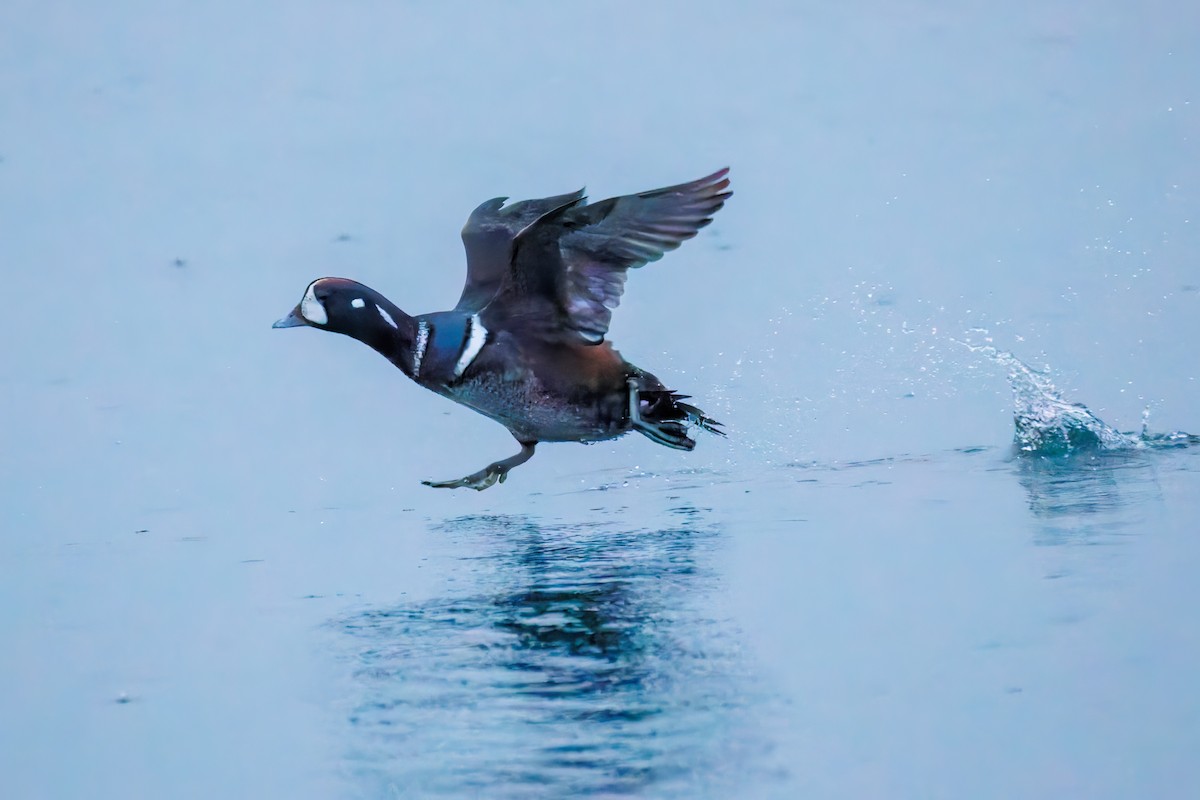 シノリガモ - ML646249409