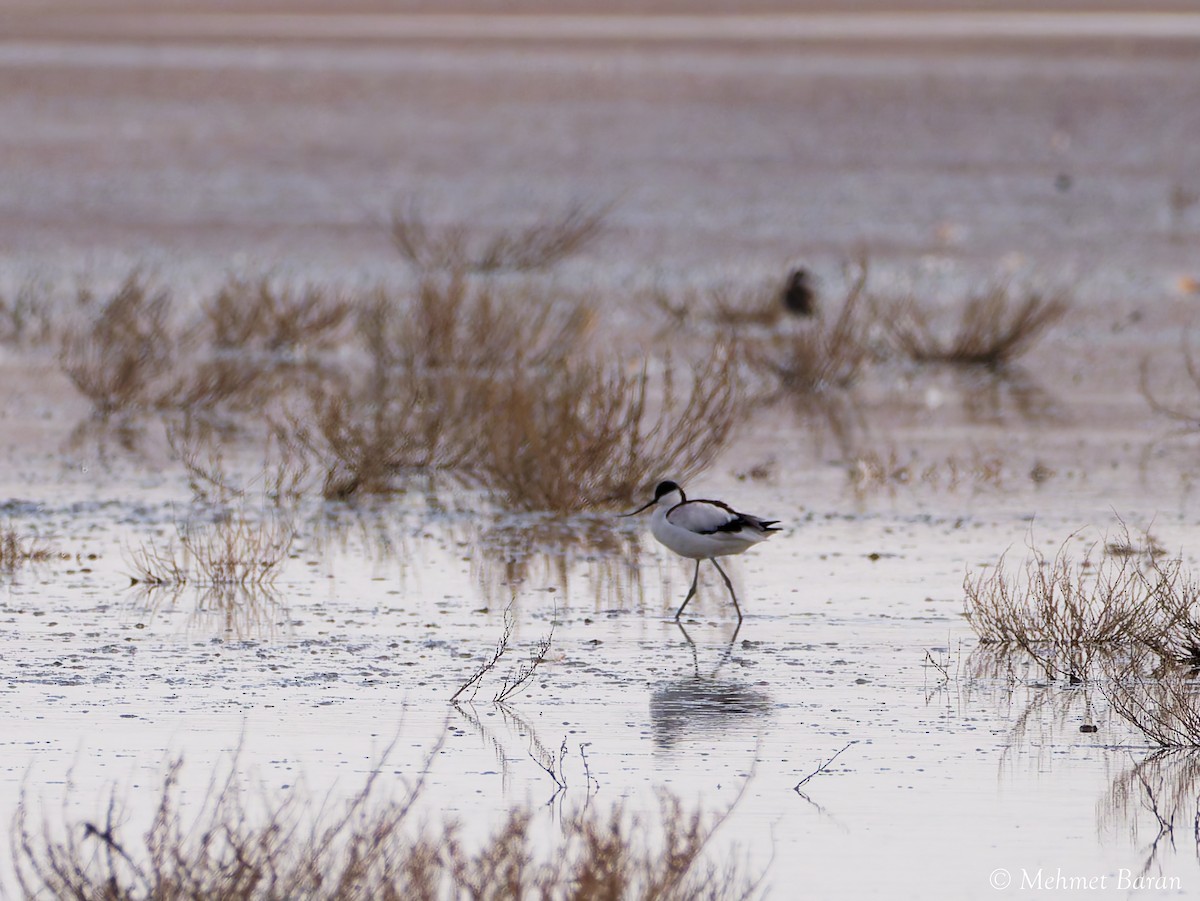 Pied Avocet - ML646249410