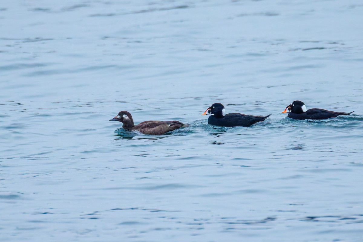 White-winged Scoter - ML646249413